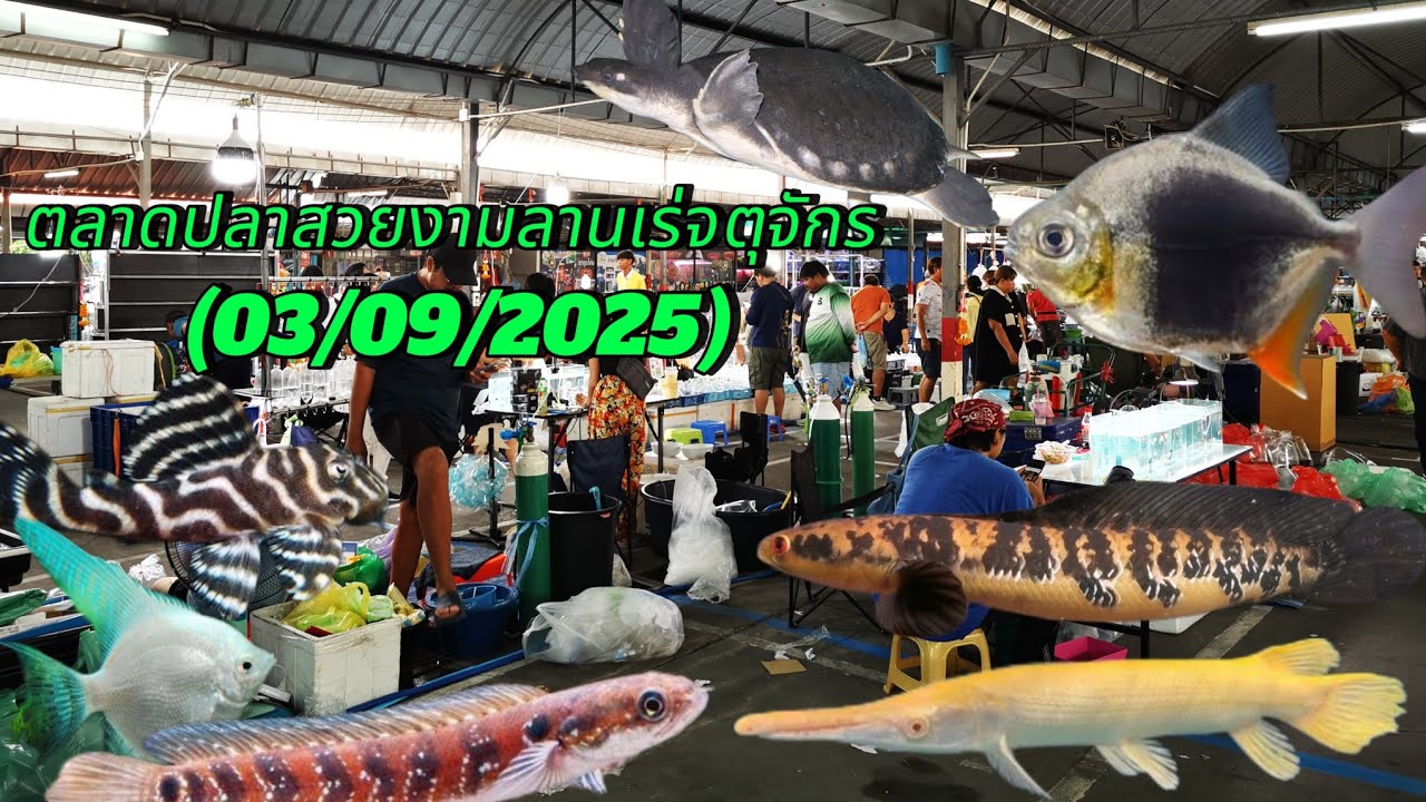 Aquarium​ Fish​ Market in​ Thailand​ ตลาด​ปลา​สวยงาม​ลาน​เร่​จตุจักร​🐟(03/09/2025)​