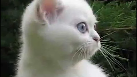 Video 691841: eyes british shorthair, british shorthair blue, chinchilla point