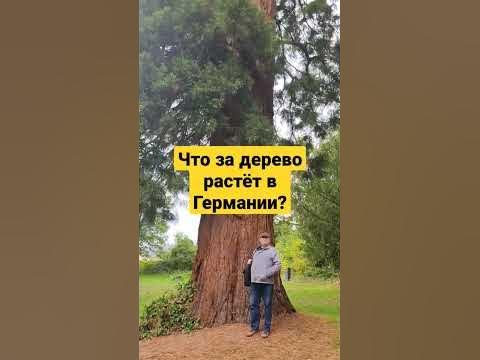 Что за дерево растет в Германии? - YouTube