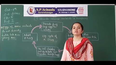 STD 4 CBSE | SCIENCE LEC 20 | S P SCHOOL SURENDRANAGAR