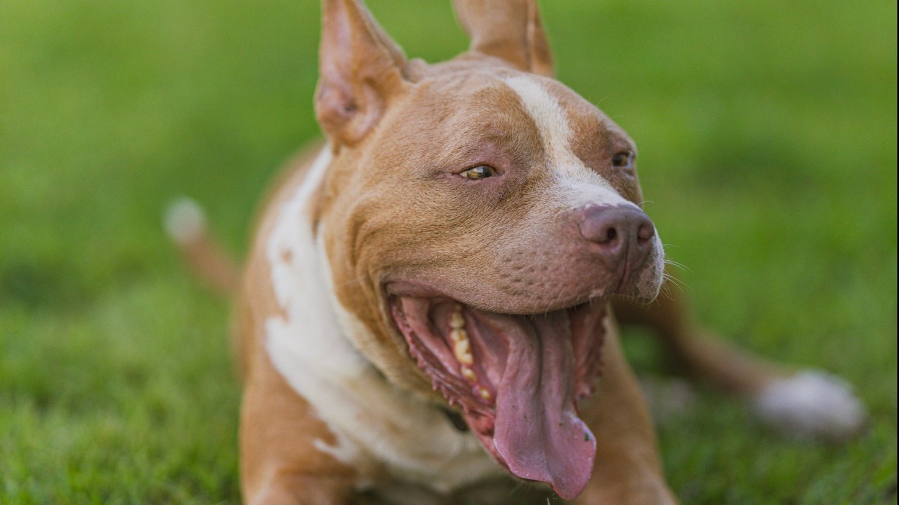 【意味不明】ピットブル闘犬ラインは何の為に繁殖させる?