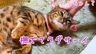 ベルリン入れ替わり？リンがベルのフリして猫部屋に帰りません…