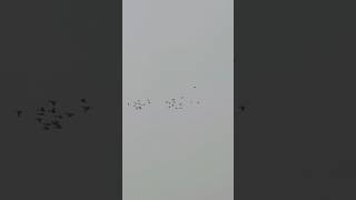 Ducks flock indus river #hunting #cooking #campping