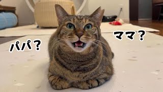 りんちゃんの家族が近くに遊びに来てました!!　779話