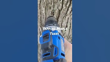 Tapping Maple Trees🍁         #maple #michigan #sugar #syrup #homemade #doityourself #shorts