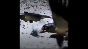 105 سورة الفيل Surah Al Fil The Elephant