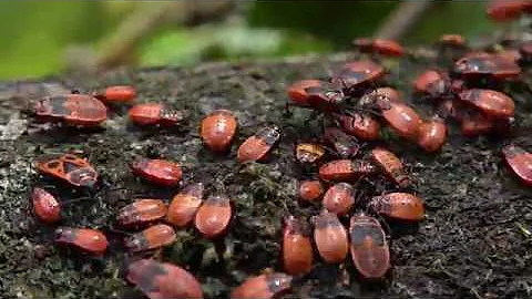 Come eliminare la cimice carabiniere?