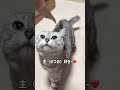 見た目クールなのに中身ポンコツな猫 #猫 #猫動画 #ギャップ #おもしろ #cat