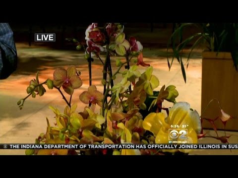 Orchid Show In Full Bloom At Chicago Botanic Garden Youtube