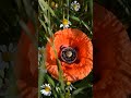 #flowers #colonelkkjϟ #love
