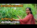 വേനൽകാലത്ത്  കറിവേപ്പ് തഴച്ചു വളർത്താം | Curry Leaves farming malayalam