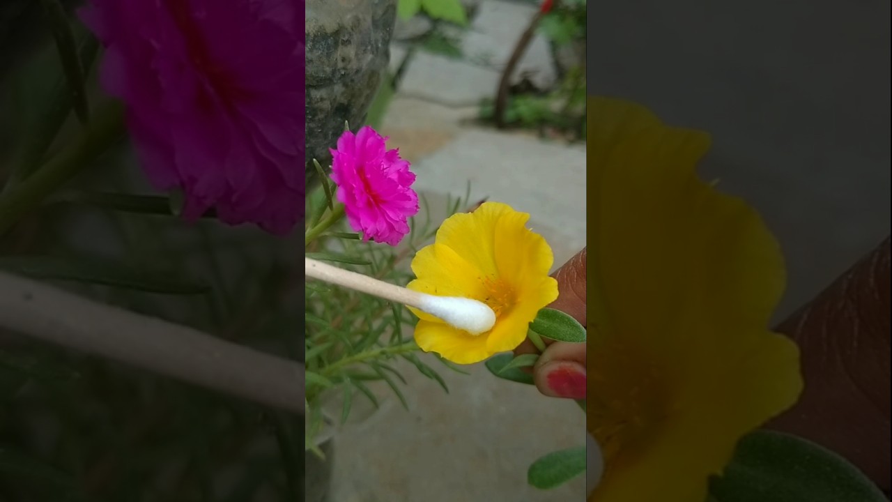 Moss rose portulaca cross-pollination