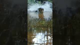 Download Lagu Buaya melompat seperti kodok‼️ #buayaliar #crocodile #penangkapanbuaya #wildlife #habitatbuaya MP3