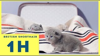 Best British Shorthair moments - 4K by Funny Cats Footage 333 views 1 year ago 1 hour
