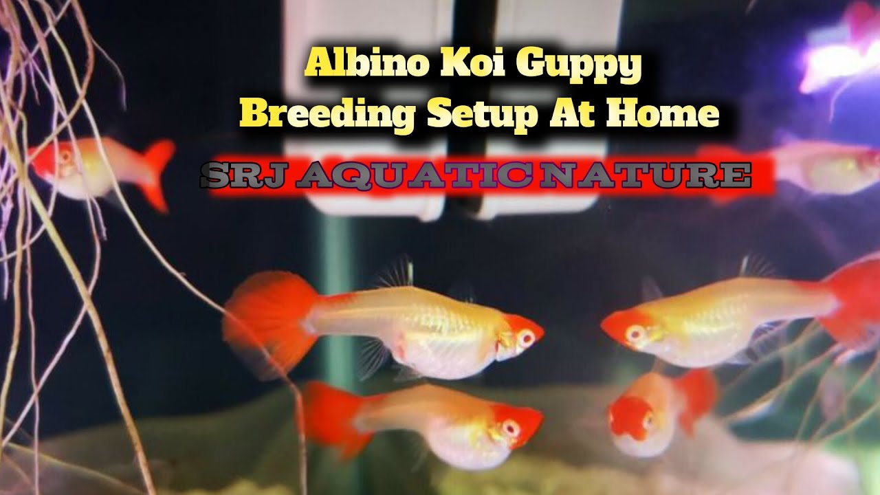 Albino Koi Guppy Breeding Setup At Home Ghar Par Guppy Photo Inspiration