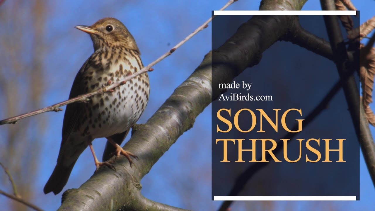 Song Thrush [Turdus Philomelos] - YouTube