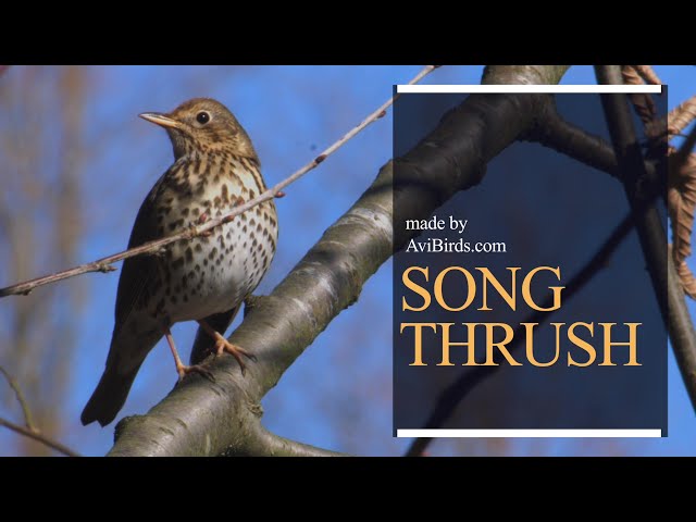 Song Thrush [Turdus Philomelos] - YouTube