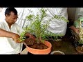 How to do bonsai Pomegranate (Dalim) plant (Update)