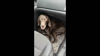 Как Вайс путешествует в машине! How Vais travels in a car! #chocovais #вайс #dog #собаки