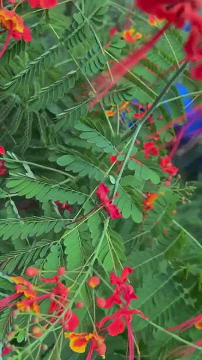 Flamboyant herb for sale at botanicaOnline.net#Flamboyan