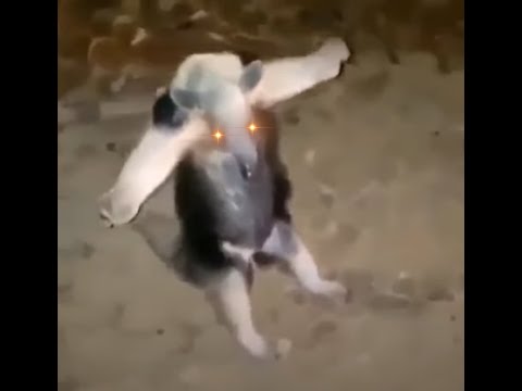 Anteater T pose halo meme on Make a GIF