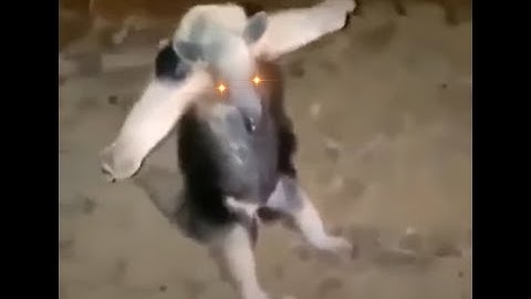 Anteater T Pose
