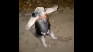 Anteater T Pose