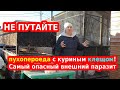 Куриный клещ или пухопероед (вши у кур): как отличить и  что опаснее?