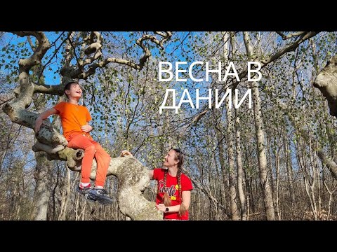 Весна в Дании // прогулка по лесу /2023 #Дания #denmark #счастье #весна