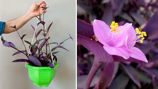 How to grow Tradescantia plant with water, medicinal uses, originating from Gulf Mexico screenshot 2