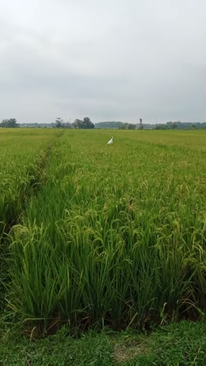XXX Di Sawah