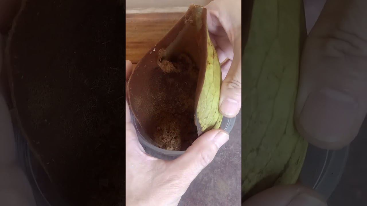 เก็บสปอร์ชายผ้าสีดาเขากวางตั้ง