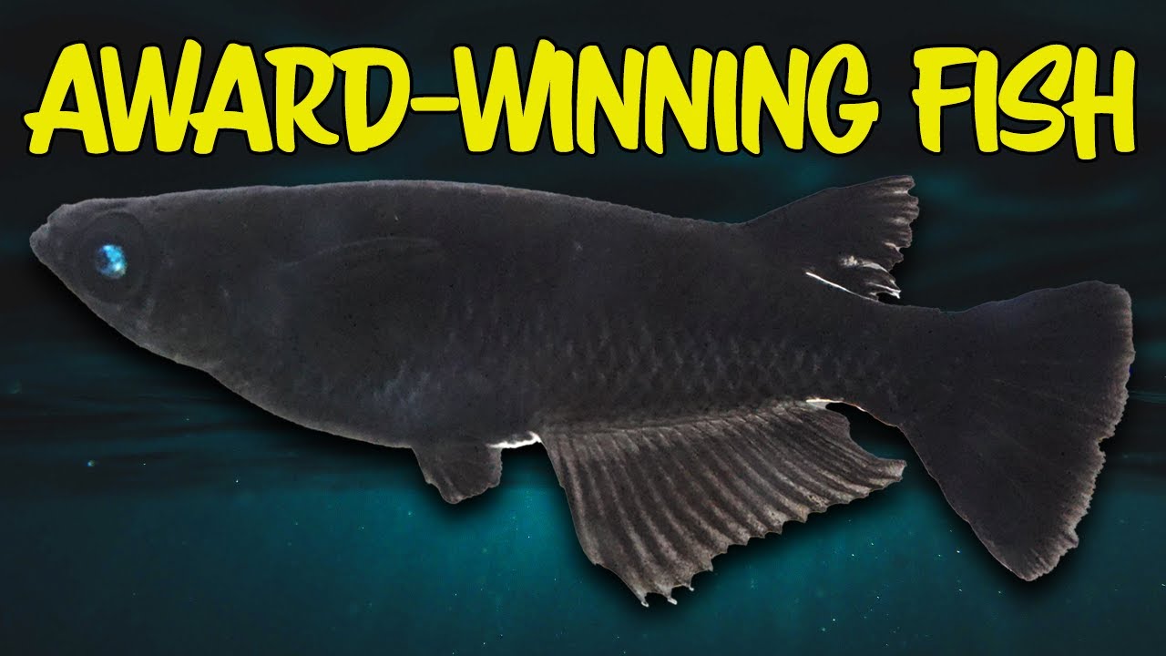 Japan’s Oldest Aquarium Fish Show (Medaka)