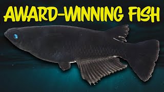 Japans Oldest Aquarium Fish Show Medaka