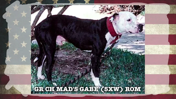 GR CH MAD'S GABE (5XW) ROM | American Pit bull Terrier | Short Story of a Legend #apbtstrong
