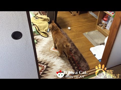 猫 の 手 拝借。の日 - とら猫 JOY (ΦωΦ)