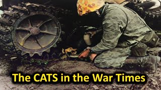 Shocking Cats Photos during World Wars