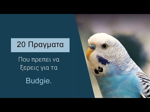 Βίντεο: How to Bath a Parakeet: 11 βήματα (με εικόνες)