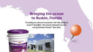 Instant Ocean Blue Tang U Of Fla Global 2017 Presentation