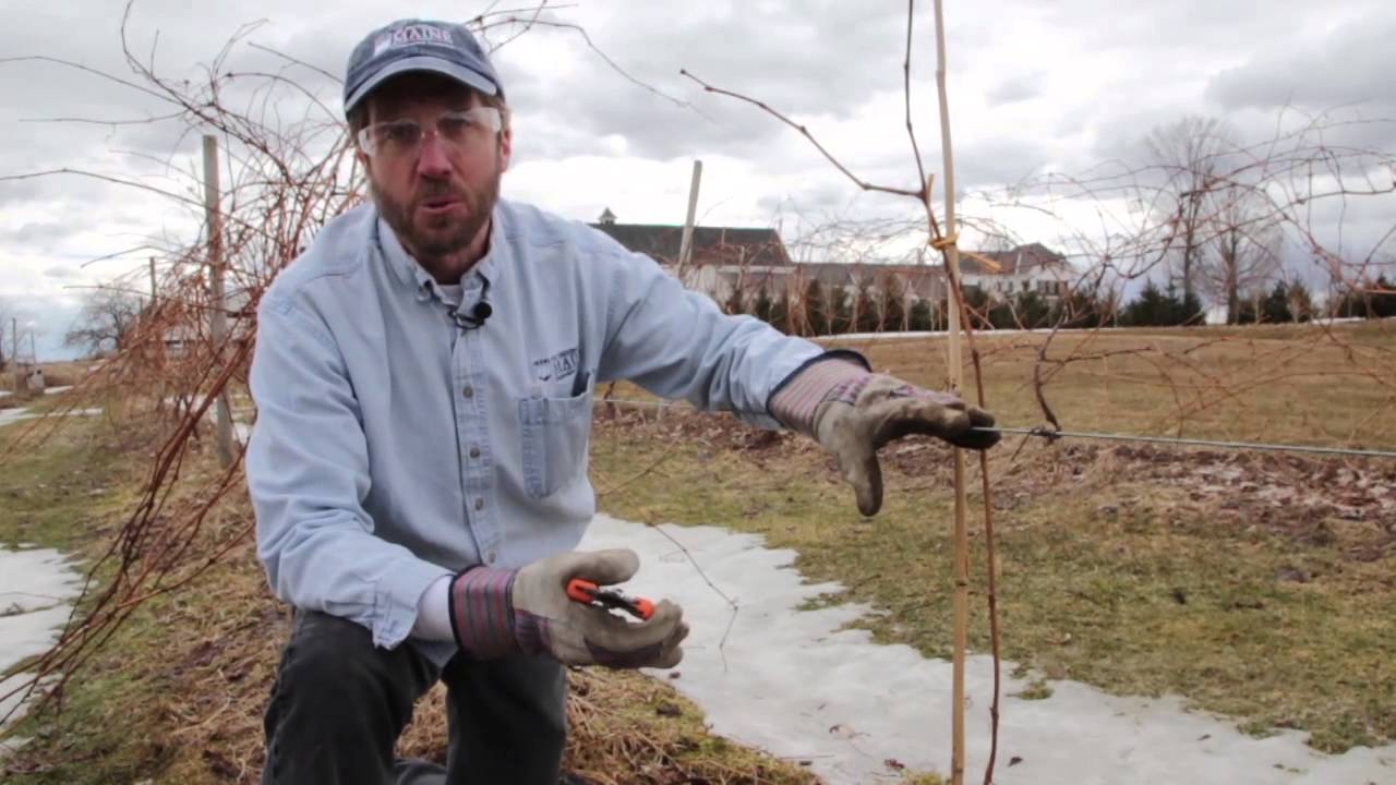 Caring for Young Grape Vines - YouTube