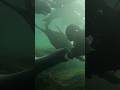 Sea Lion Attack? 😅 They really are like a playfull dogs 🤔 #scubadiving #shortvideo #shorts