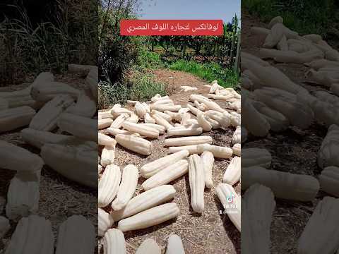 اسعار اللوف المصري الخام والمصنع للتصدير