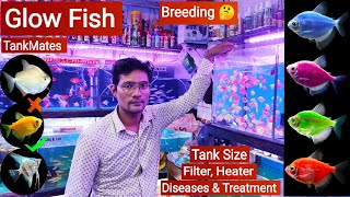 Glow fish || Glofish care, Tankmates, Tank Size, Diseases & Treatment, Breeding | Pari Aquarium. screenshot 5