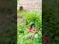 magic✨Nahin Hua To Bhai ne￼￼￼Ghash ￼ Baitha Rah Gaya #viralvideo #magic #shortsviral #viral