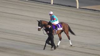 2018 38th Japan Cup G1 Main Racecourse Entrance Video Almond Eye