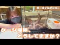 ガーゴイルゲッコー・クレステッドゲッコーにオススメのメンテナンス商品をご紹介！✨