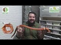 Serpientes para principiantes "serpiente del maíz" parte 3 | bio rat