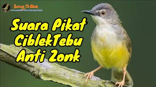 Suara Pikat Prenjak Tebu Ribut |  Suara Pikat Ciblek Tebu Betina Memanggil Jantan