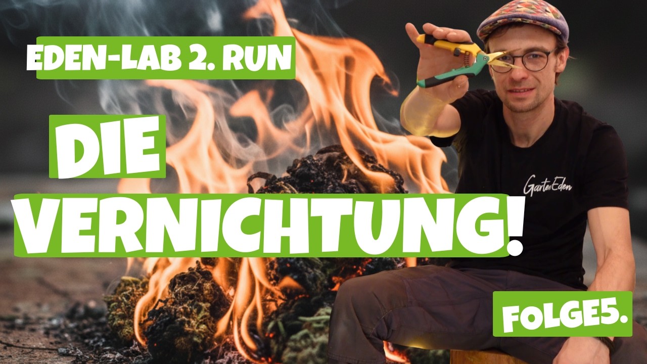 Zerstörung und Ernte des ''Mehr Licht als die Sonne'' Experiments! Ernte gut alles Gut!