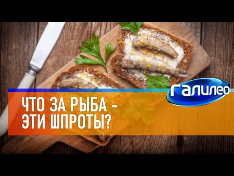 Галилео 🐟 Что за рыба - эти шпроты?